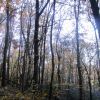 foret-villapourcon-01.jpg