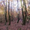 foret-villapourcon-03.jpg