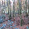 foret-villapourcon-04.jpg