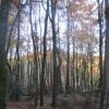 foret-villapourcon-05.jpg