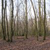 foret-villapourcon-15.jpg