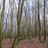 foret-villapourcon-16.jpg